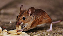24 Hour & Emergency Exterminators in Hoosier Highlands, IN